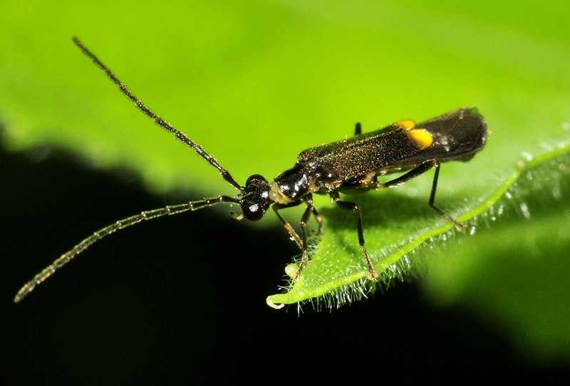 Malthodes sp. (Cantharidae)